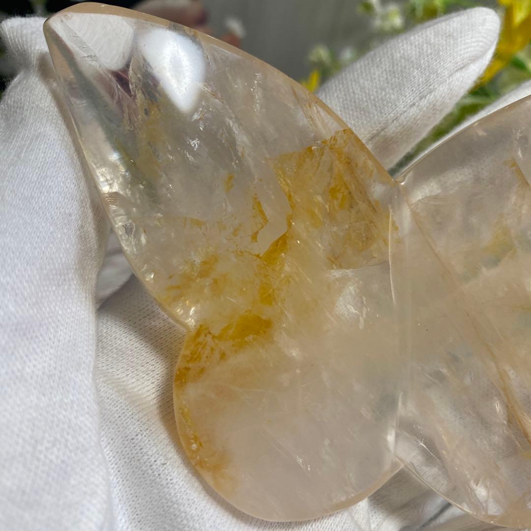 ゴールデンヒーラー ちょうちょ ②