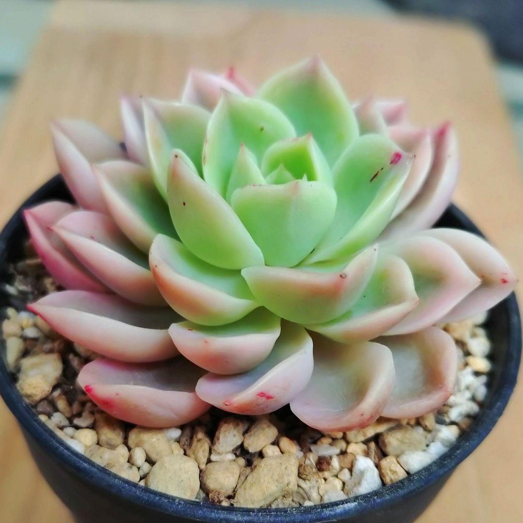 メローイエロー錦　希少　最高級品　カット苗　多肉植物　ゆうパケットプラス発送