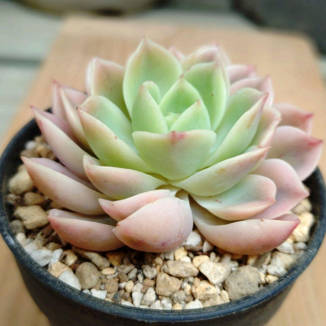 メローイエロー錦　希少　最高級品　カット苗　多肉植物　ゆうパケットプラス発送