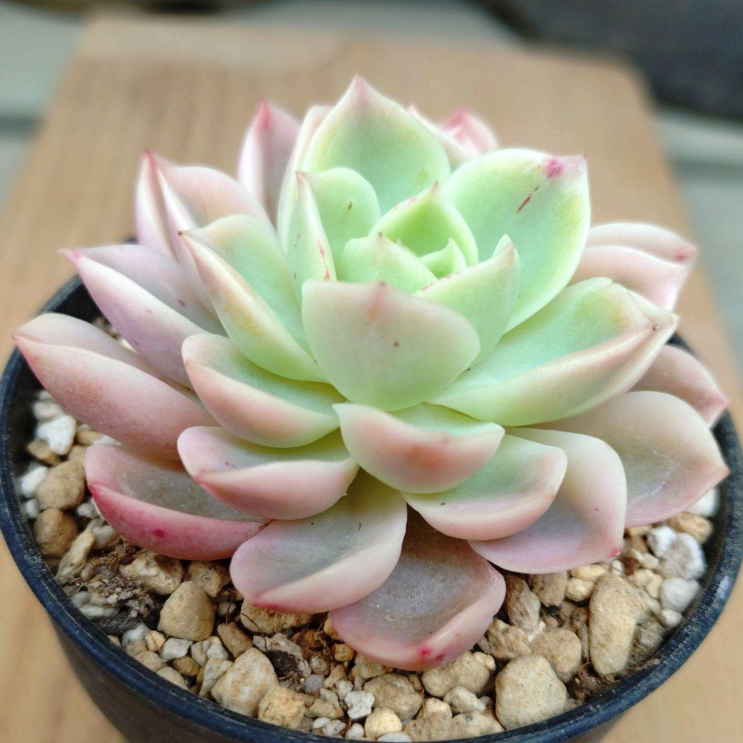 メローイエロー錦　希少　最高級品　カット苗　多肉植物　ゆうパケットプラス発送