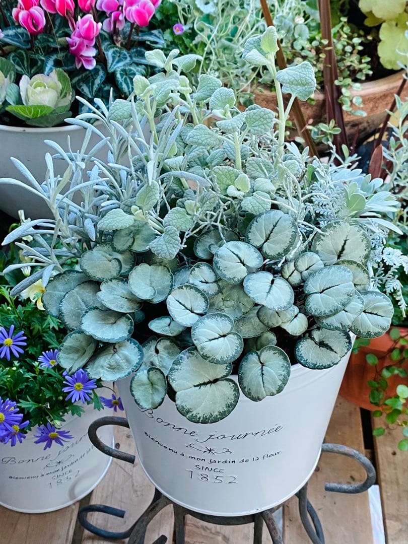 【シルバープリンス コウム 原種シクラメン】シルバーリース寄植え