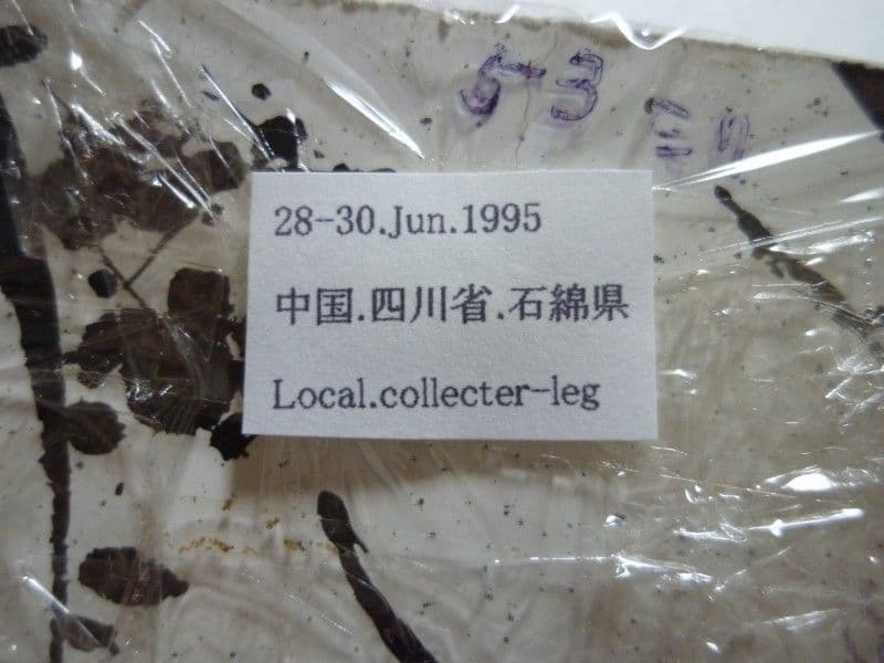 【外国産クワガタ標本】フェアメイルミヤマクワガタ♂/四川省.石綿産/51mm