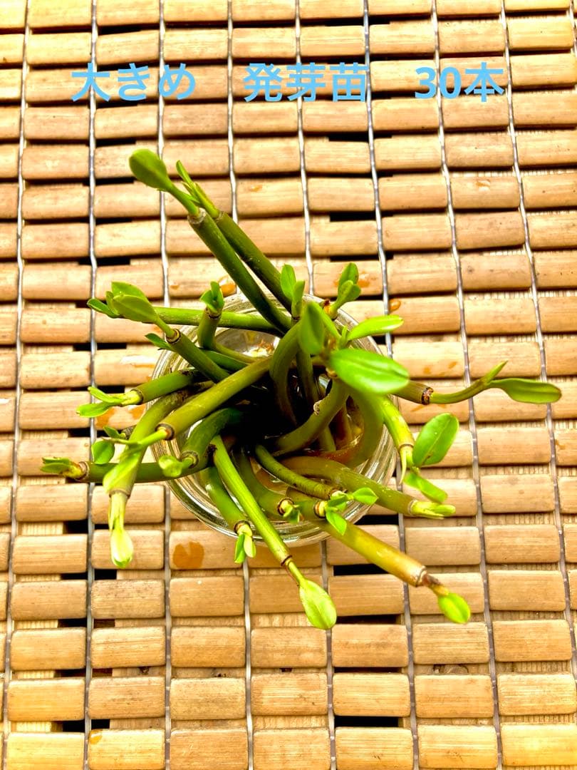 大きめ　発芽苗　30本