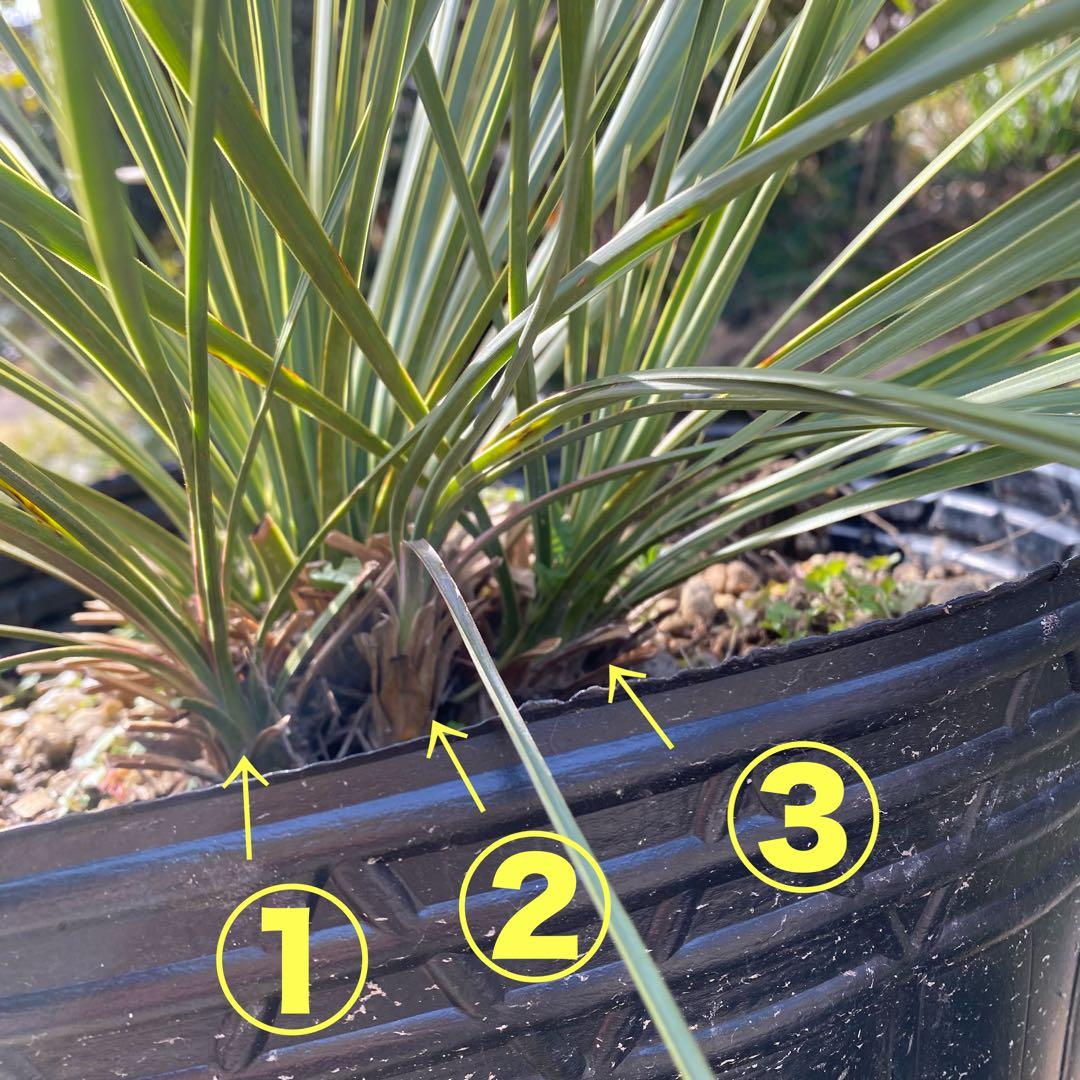 ユッカ　ロストラータ　4頭　フォーヘッド