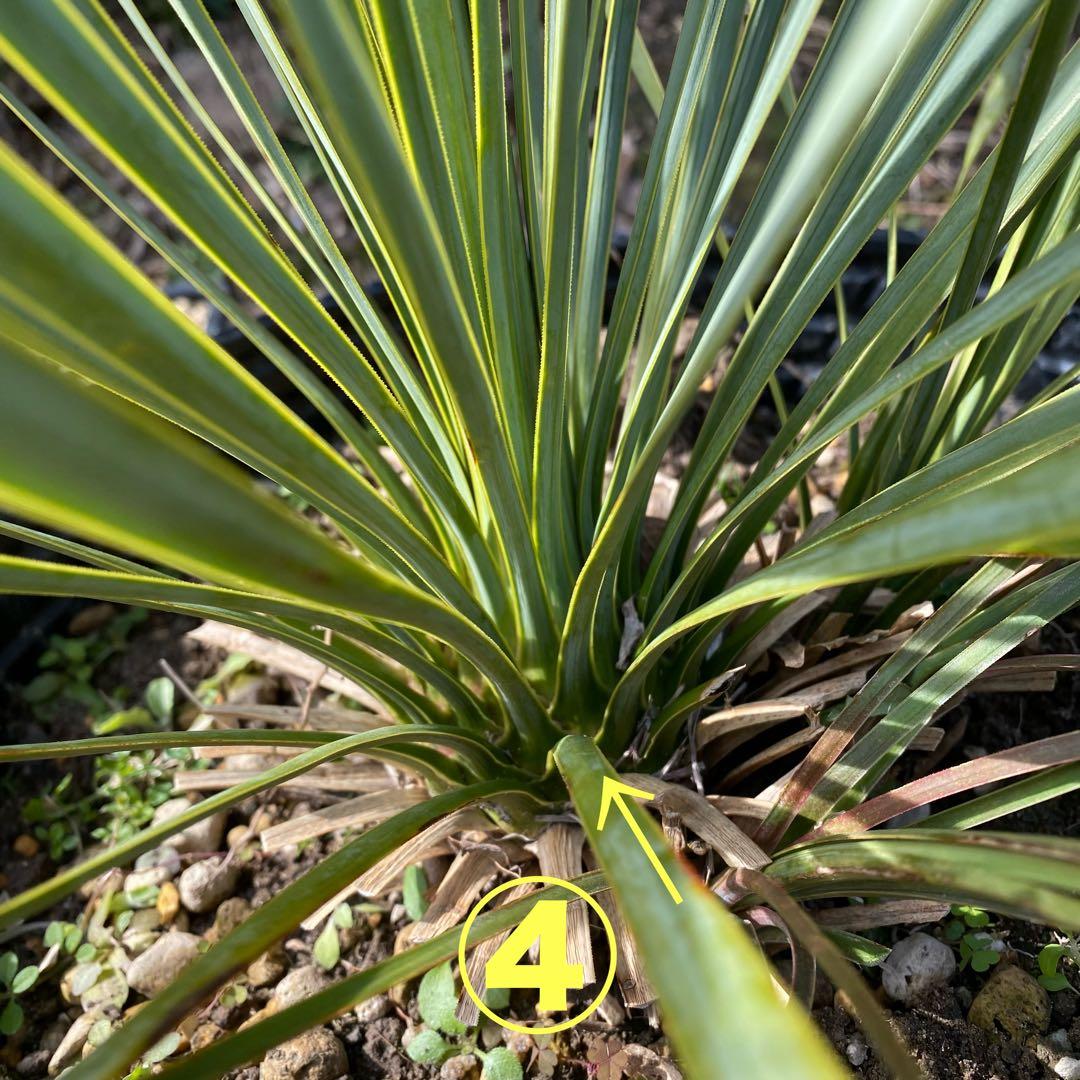 ユッカ　ロストラータ　4頭　フォーヘッド