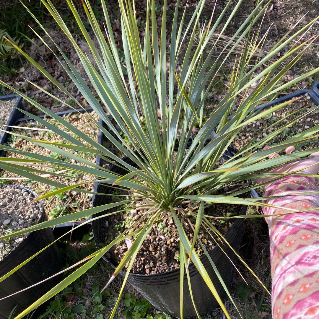 ユッカ　ロストラータ　4頭　フォーヘッド