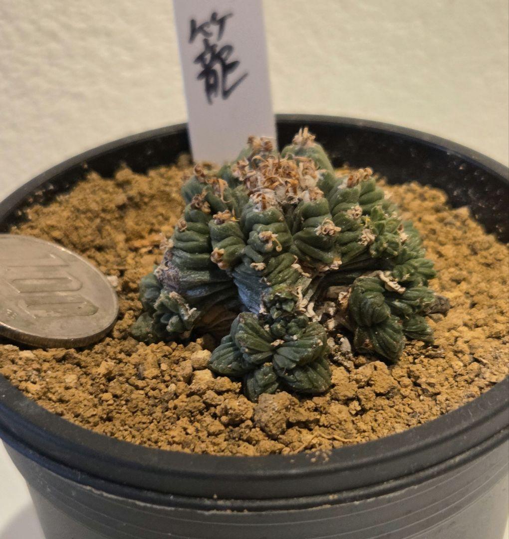 koheeeiheeei　紅籠