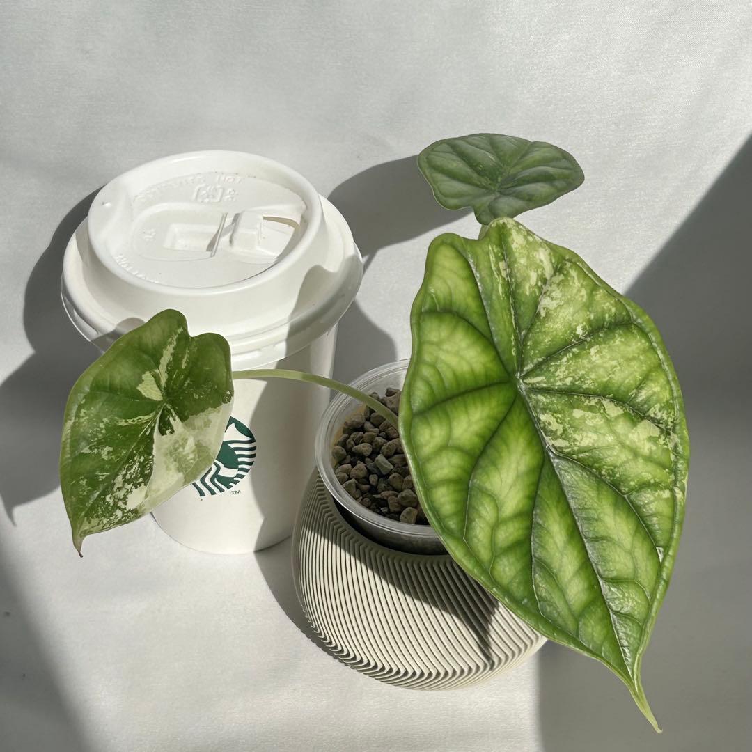 Alocasia Dragon Scale Variegata 【5】