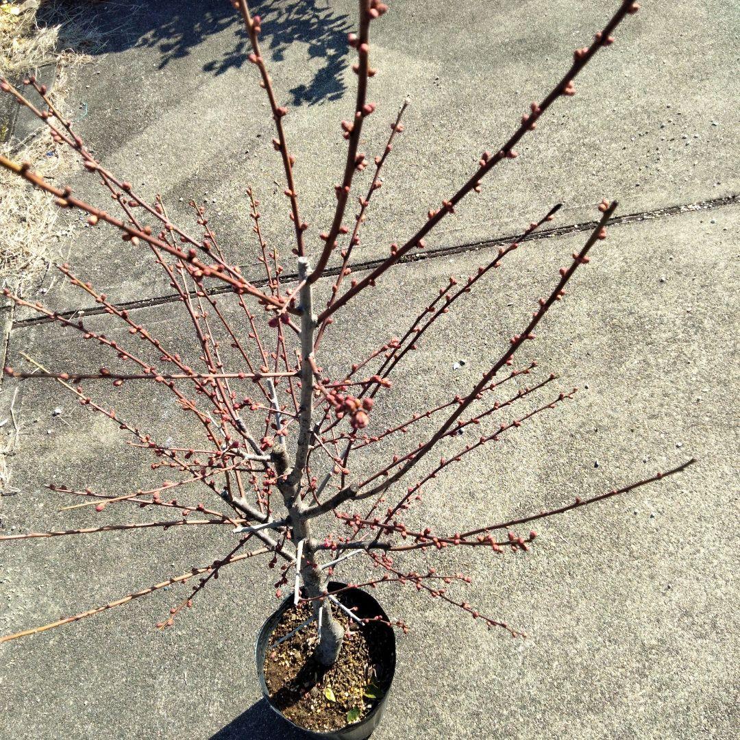 寒紅梅　大苗