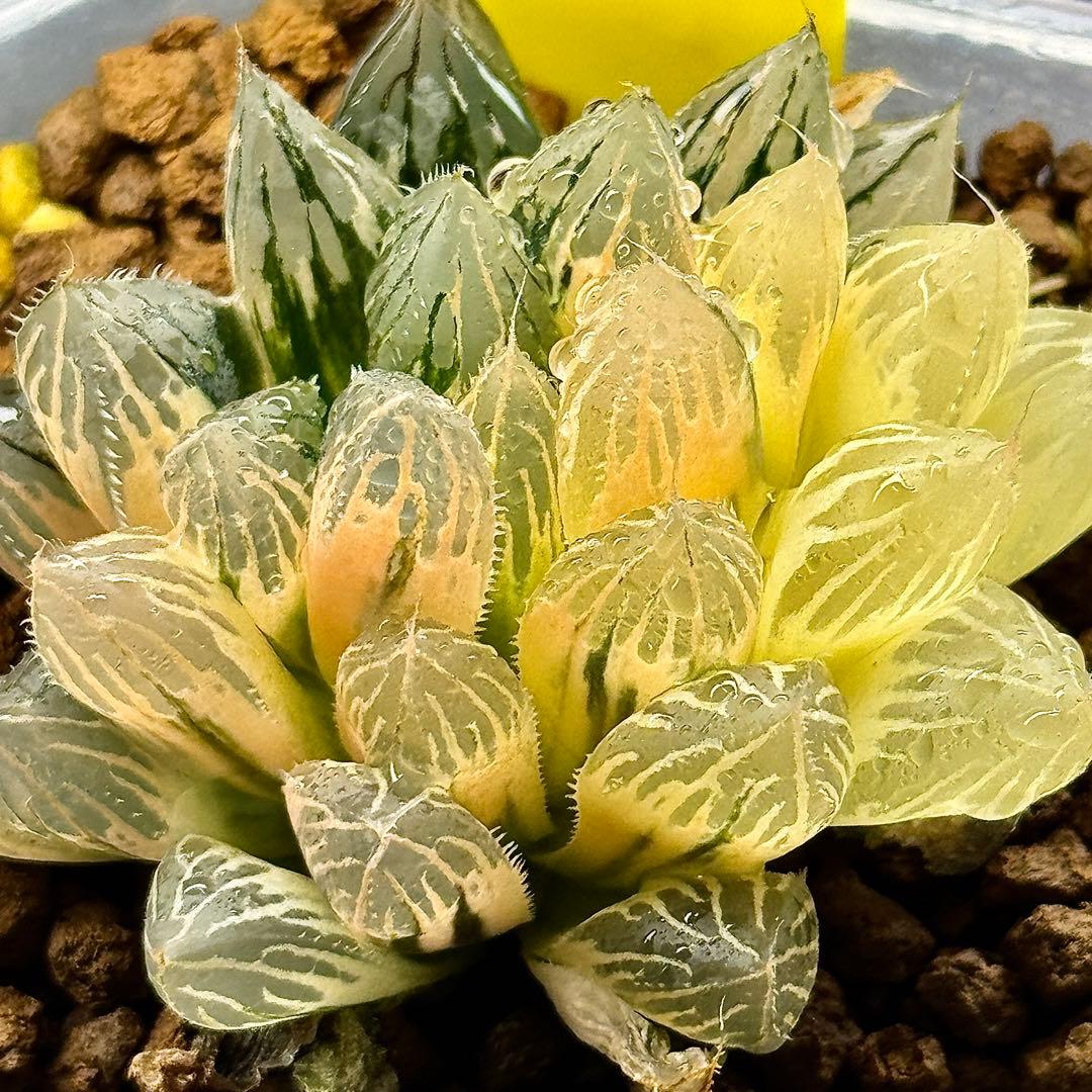 O*Z様 臙脂オブツーサ錦　超美株　ハオルチア　観葉植物　オークション　C11