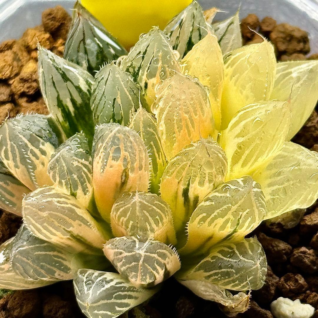 O*Z様 臙脂オブツーサ錦　超美株　ハオルチア　観葉植物　オークション　C11