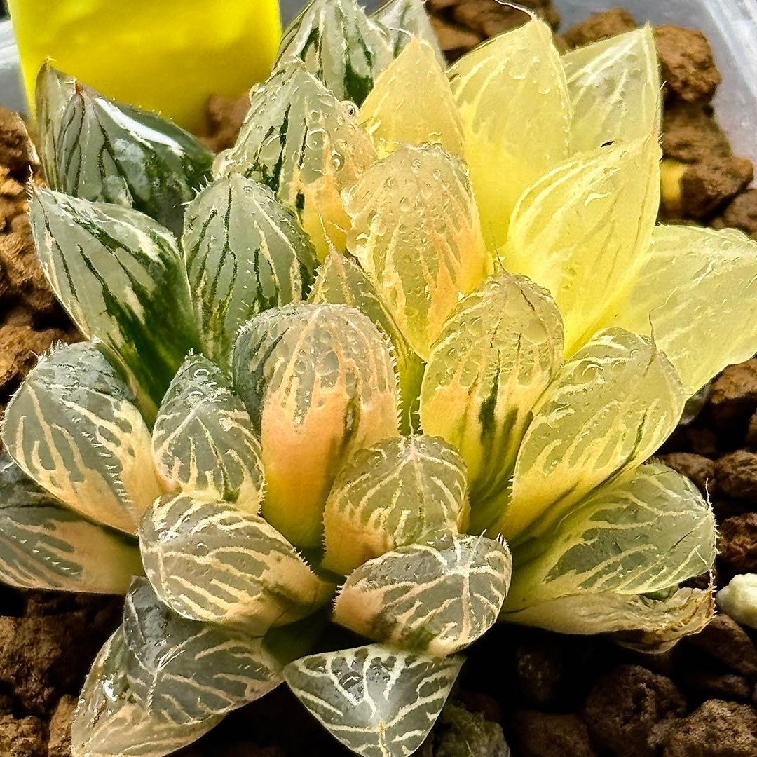 O*Z様 臙脂オブツーサ錦　超美株　ハオルチア　観葉植物　オークション　C11