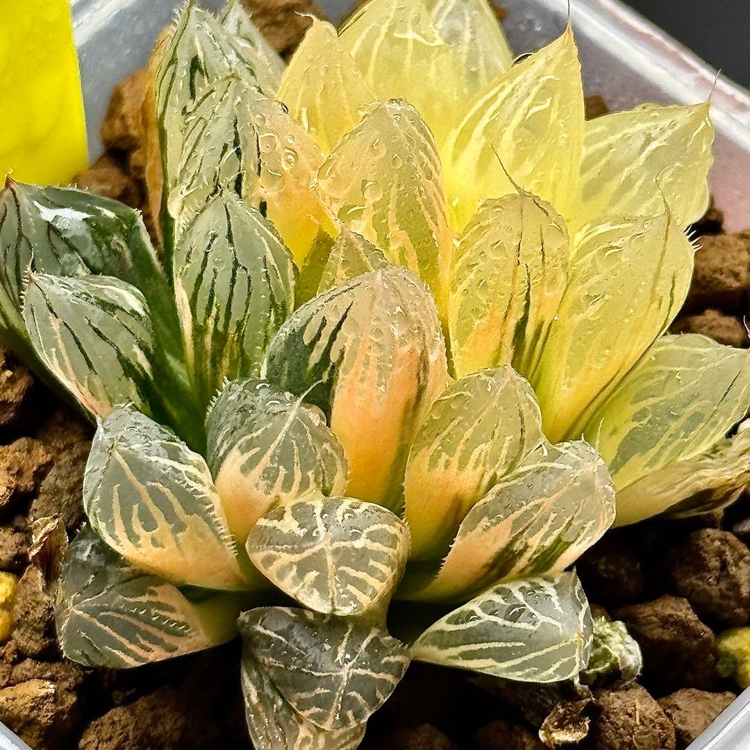 O*Z様 臙脂オブツーサ錦　超美株　ハオルチア　観葉植物　オークション　C11