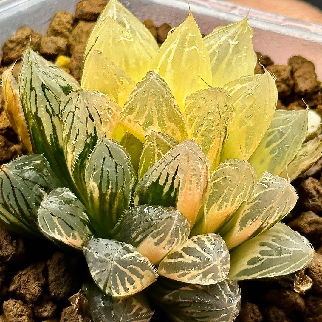 O*Z様 臙脂オブツーサ錦　超美株　ハオルチア　観葉植物　オークション　C11