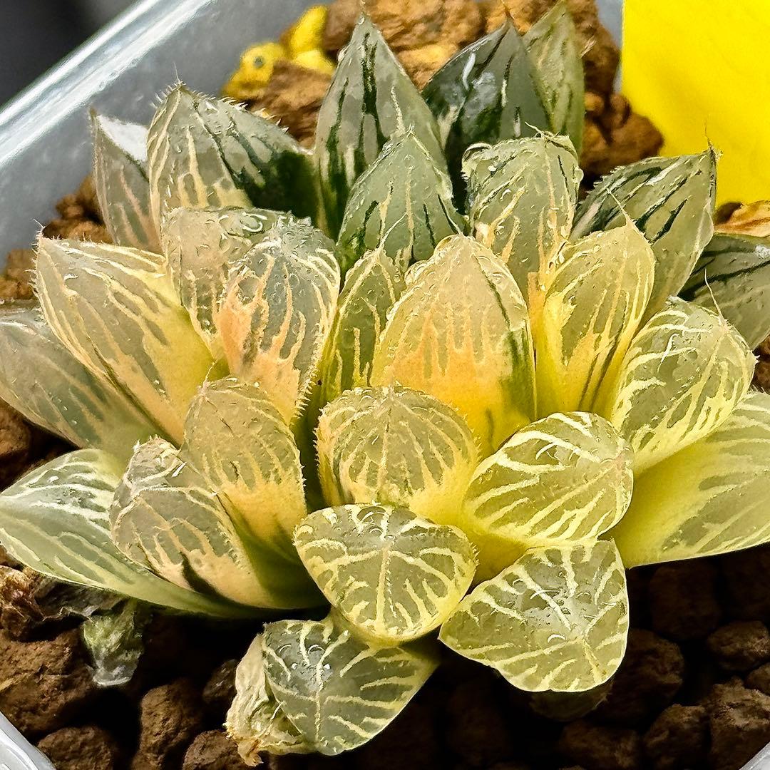 O*Z様 臙脂オブツーサ錦　超美株　ハオルチア　観葉植物　オークション　C11