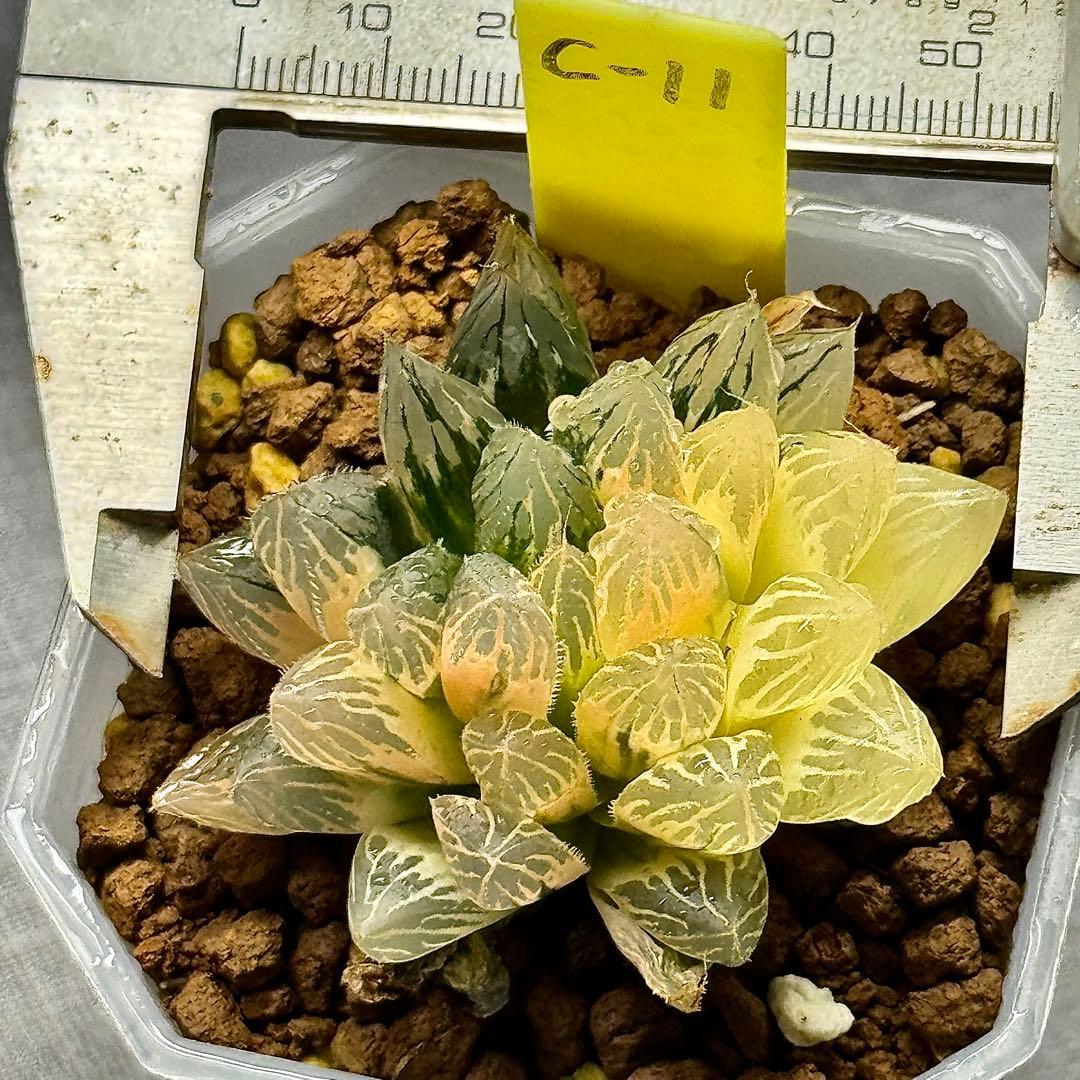O*Z様 臙脂オブツーサ錦　超美株　ハオルチア　観葉植物　オークション　C11