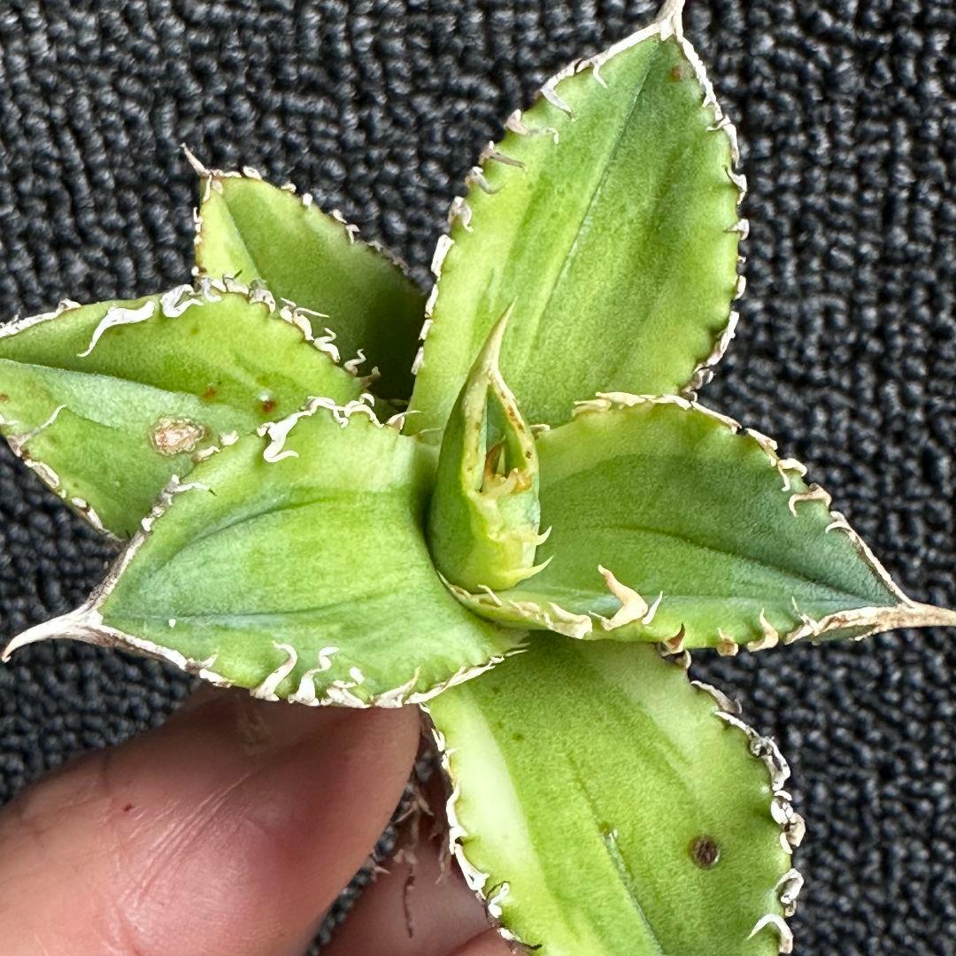 サ*ナ様 2125アガベ チタノタ 大白鯊錦 覆輪斑 精選子株 強白棘 狂棘