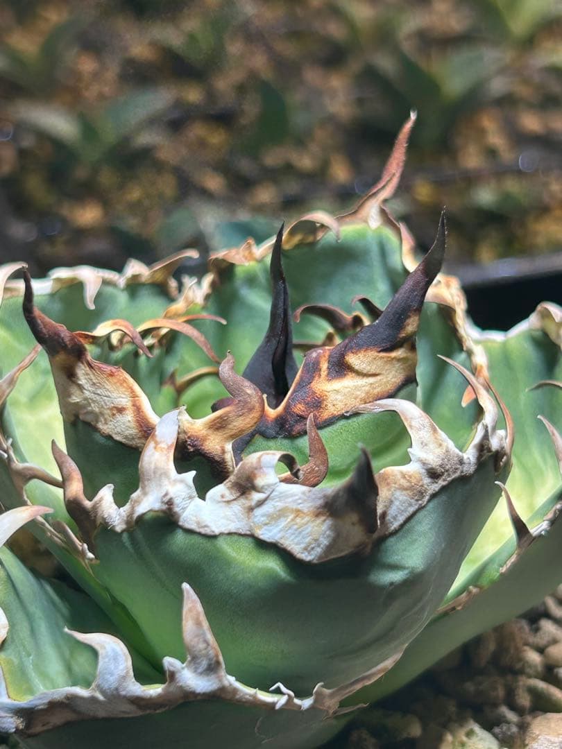 アガベ　実生子株