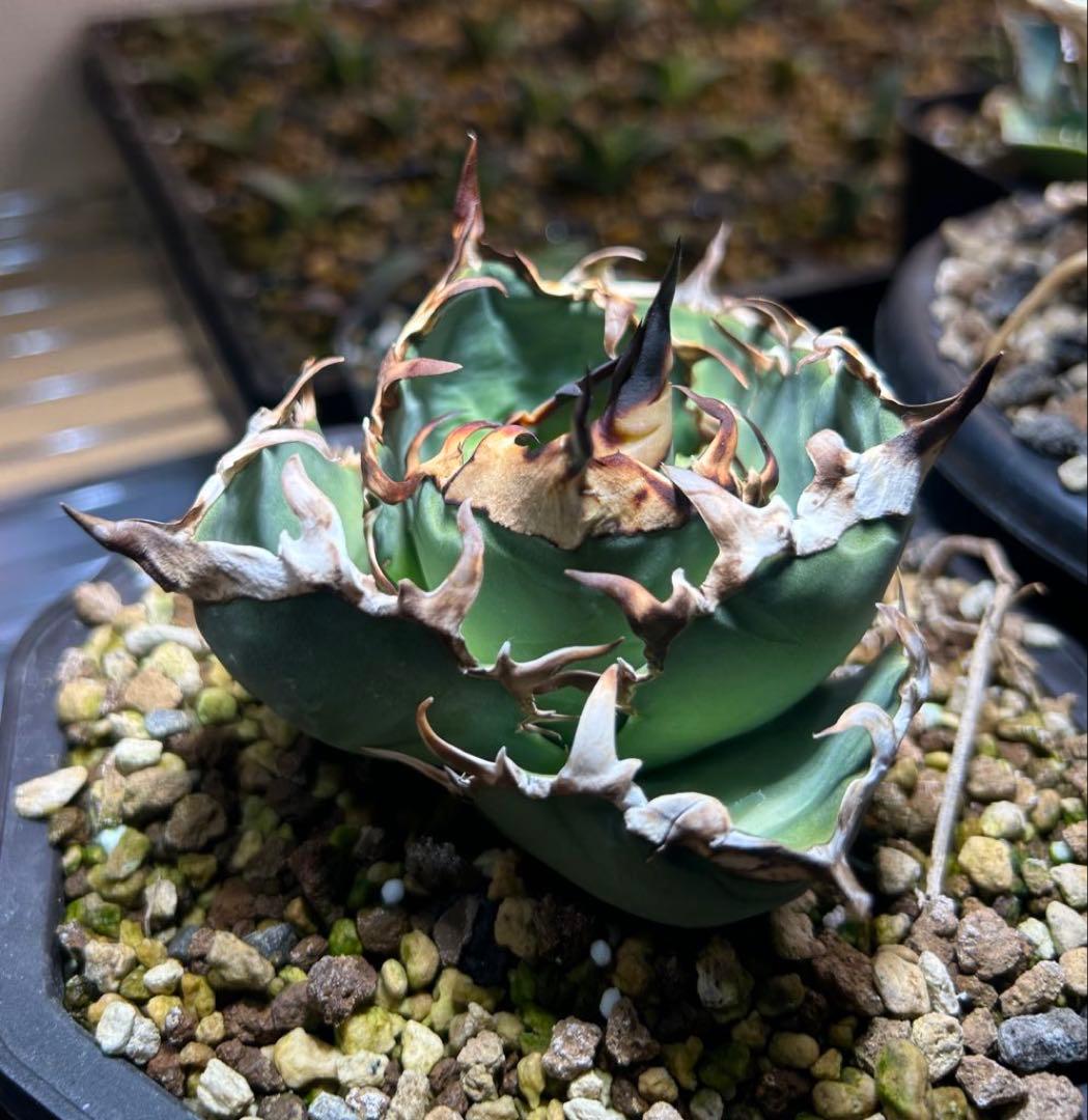 アガベ　実生子株