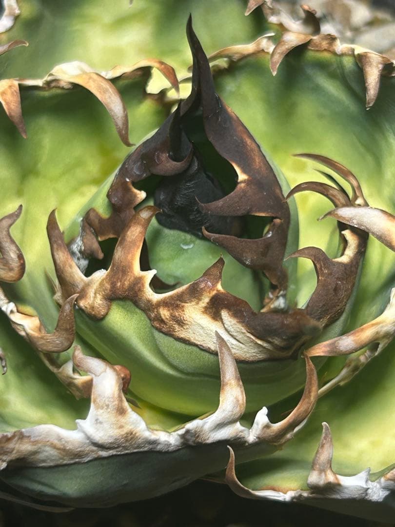 アガベ　実生子株