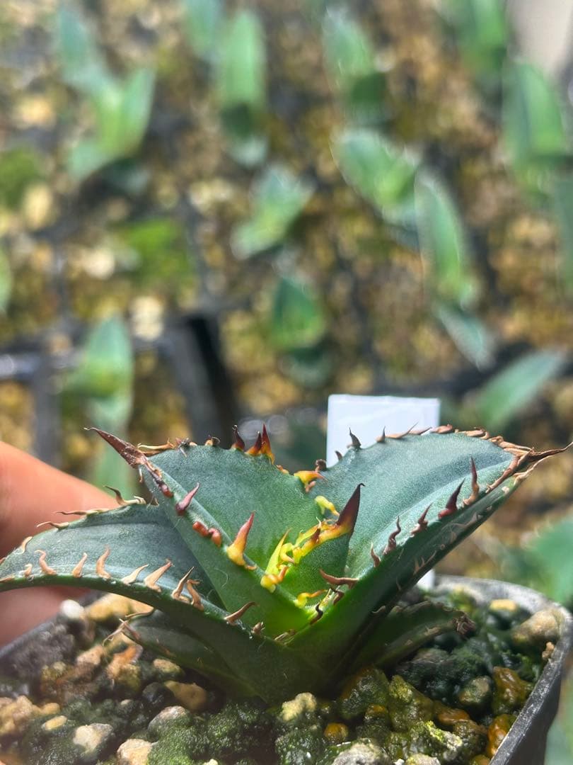 アガベ　実生子株