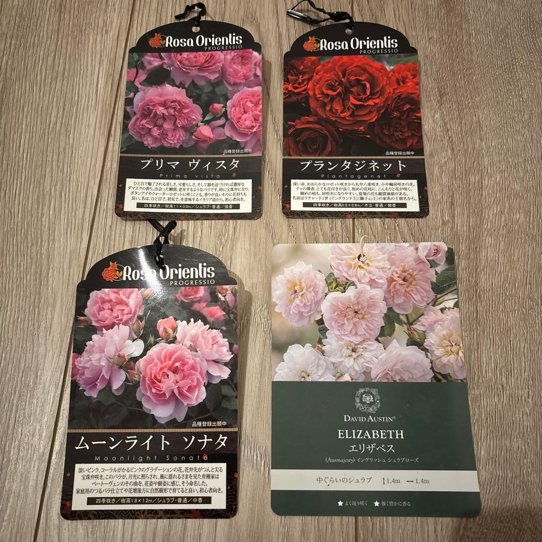 バラ苗 4種セット
