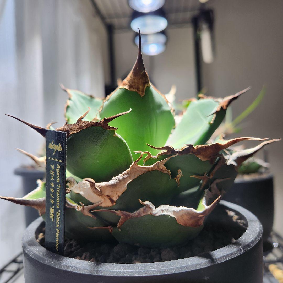 343＊コレクション株＊【2.7写真更新】アガベ チタノタ 黒豹