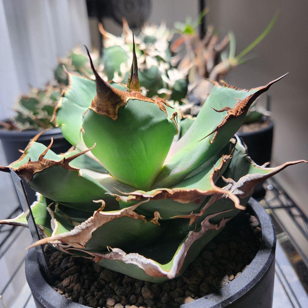 343＊コレクション株＊【2.7写真更新】アガベ チタノタ 黒豹