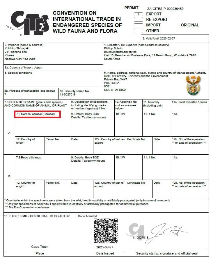 高品質 カラカル（Caracal）の全身剥製 B　※CITES・登録票付