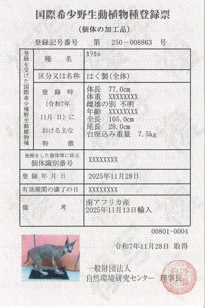 高品質 カラカル（Caracal）の全身剥製 B　※CITES・登録票付