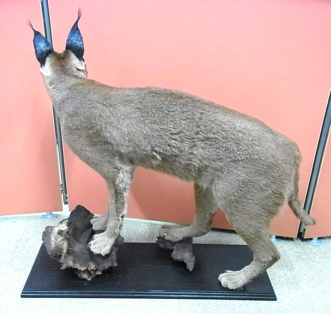 高品質 カラカル（Caracal）の全身剥製 B　※CITES・登録票付