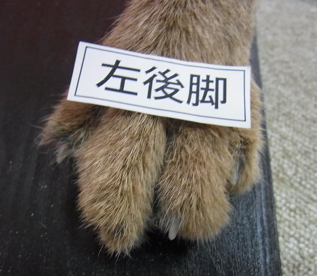 高品質 カラカル（Caracal）の全身剥製 B　※CITES・登録票付