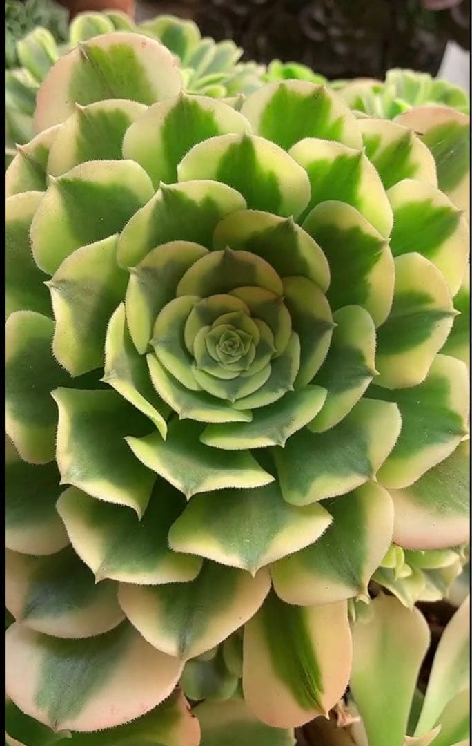 多肉植物アエオニウム錦❤️ グリーン.メデューサ❤️