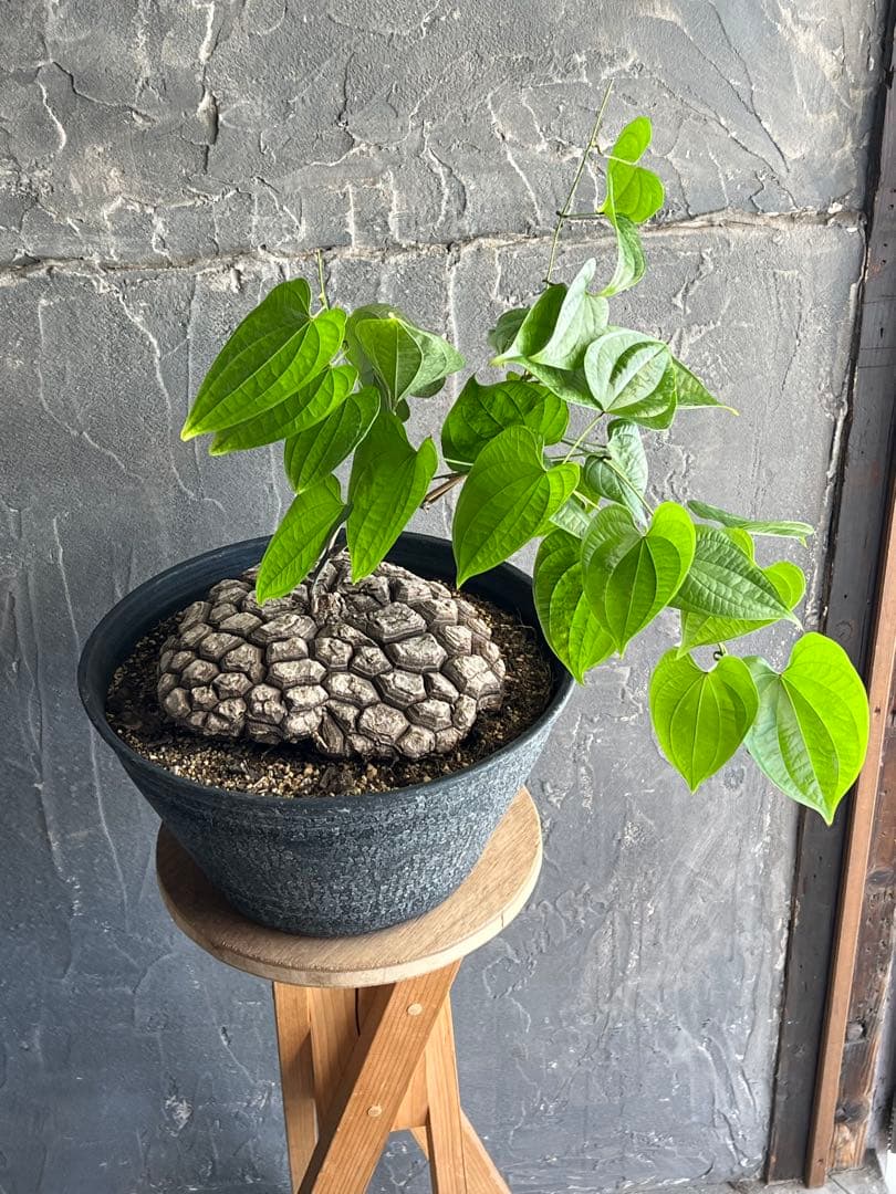 r*n様 メキシコ亀甲竜①　２０センチオーバー　特大株　セラアート丸鉢３３　現品