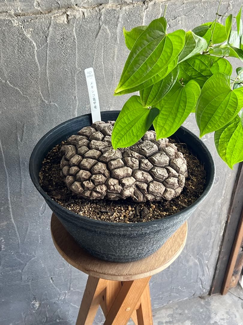 r*n様 メキシコ亀甲竜①　２０センチオーバー　特大株　セラアート丸鉢３３　現品