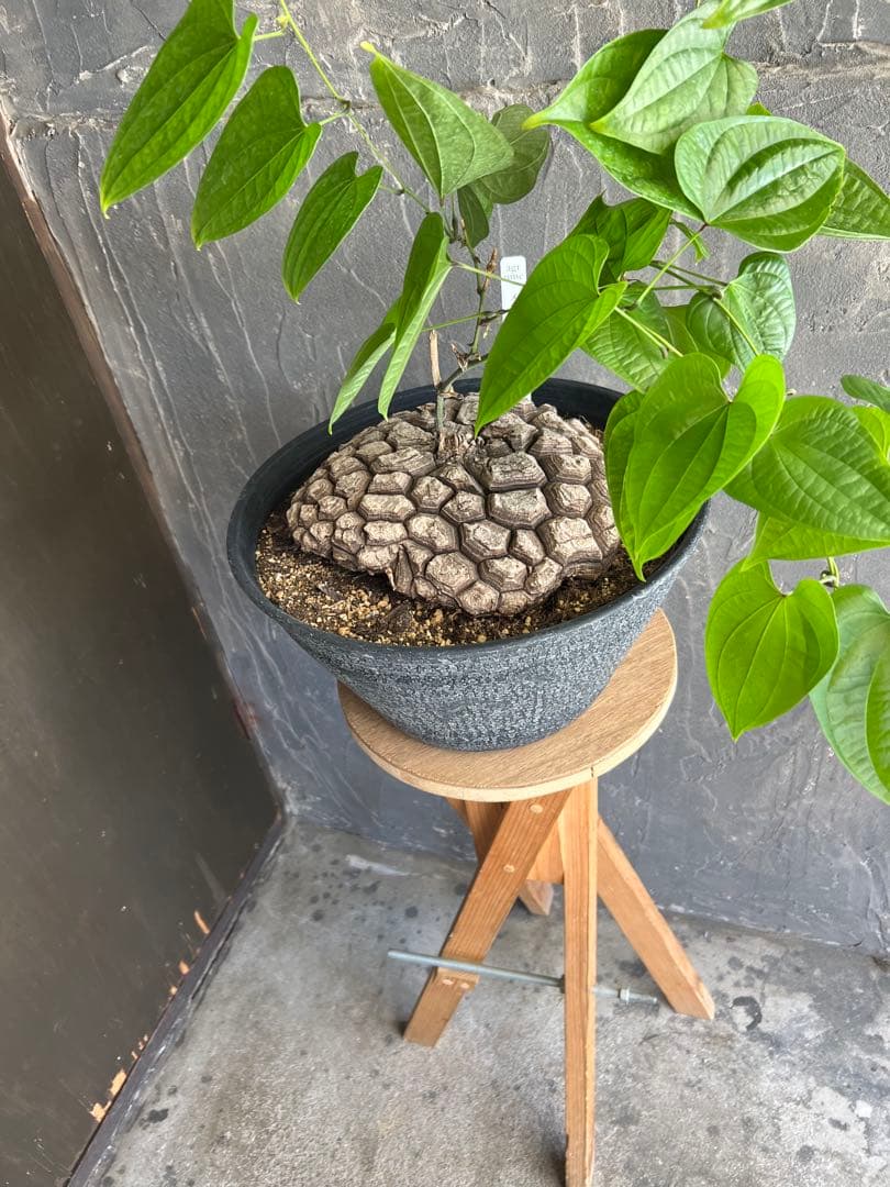 r*n様 メキシコ亀甲竜①　２０センチオーバー　特大株　セラアート丸鉢３３　現品