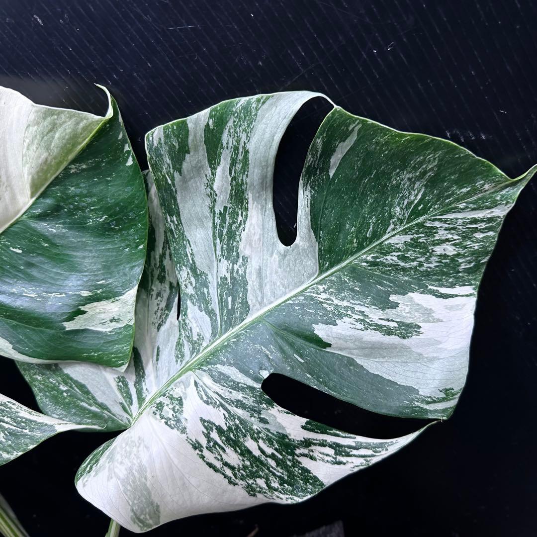 a*8様 斑入りモンステラホワイトタイガートップカット葉っぱ5枚付幅69㎝希少ベ