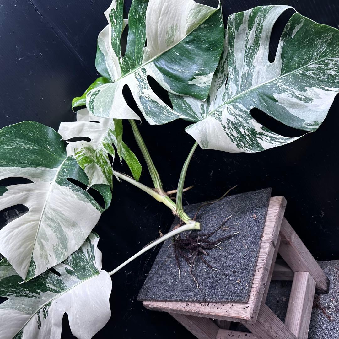 a*8様 斑入りモンステラホワイトタイガートップカット葉っぱ5枚付幅69㎝希少ベ