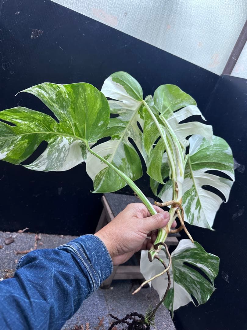a*8様 斑入りモンステラホワイトタイガートップカット葉っぱ5枚付幅69㎝希少ベ