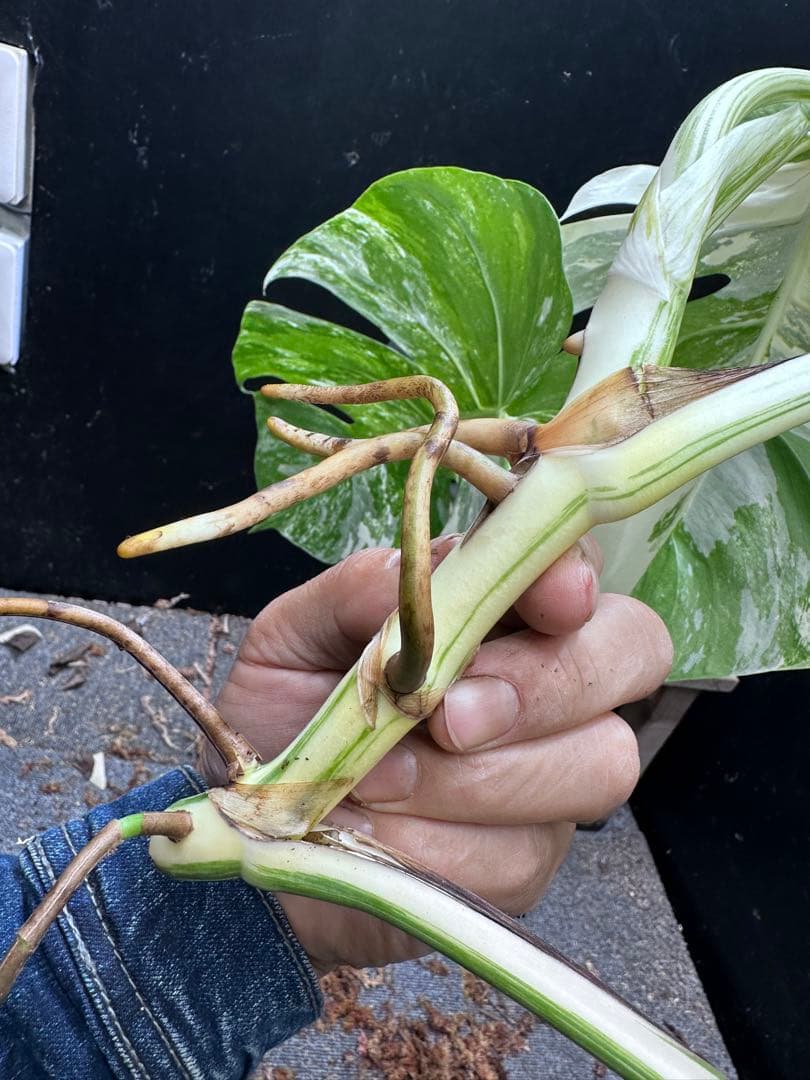 a*8様 斑入りモンステラホワイトタイガートップカット葉っぱ5枚付幅69㎝希少ベ