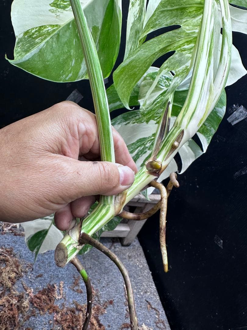 a*8様 斑入りモンステラホワイトタイガートップカット葉っぱ5枚付幅69㎝希少ベ