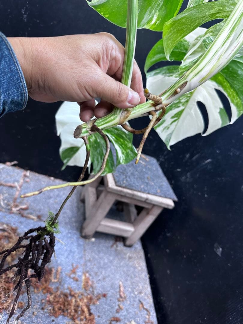 a*8様 斑入りモンステラホワイトタイガートップカット葉っぱ5枚付幅69㎝希少ベ