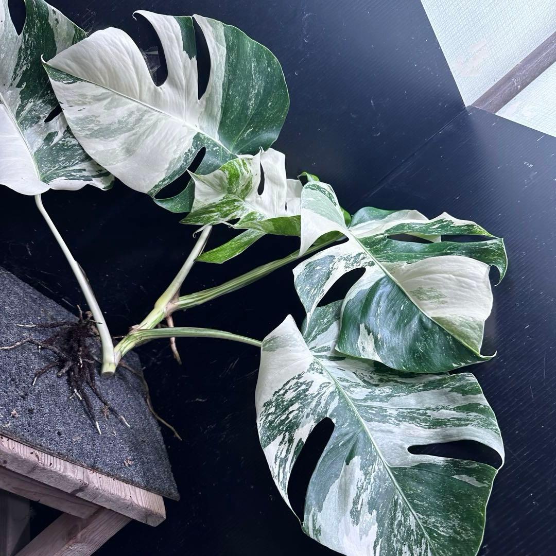 a*8様 斑入りモンステラホワイトタイガートップカット葉っぱ5枚付幅69㎝希少ベ