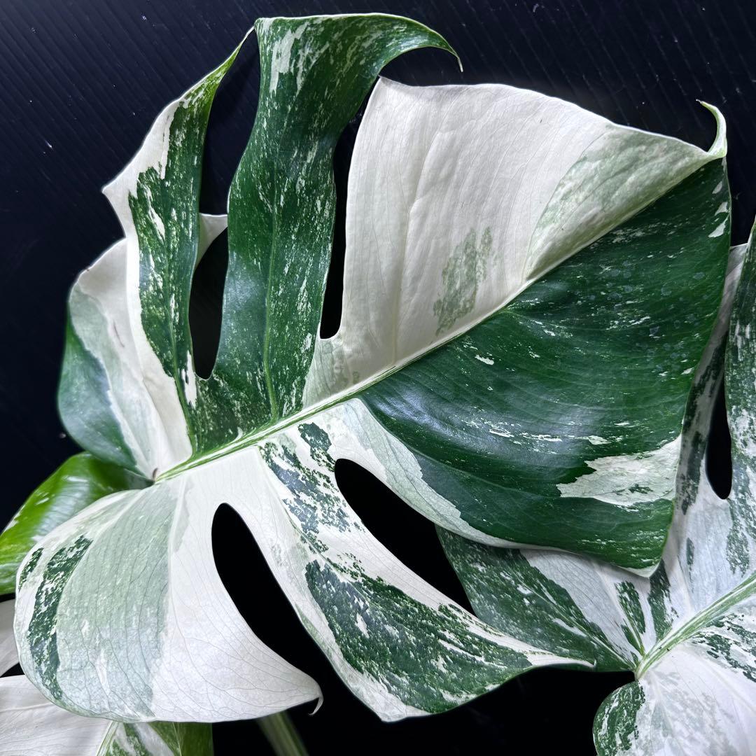 a*8様 斑入りモンステラホワイトタイガートップカット葉っぱ5枚付幅69㎝希少ベ