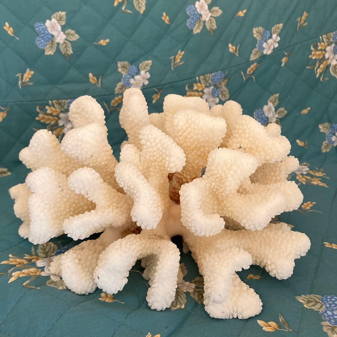 硫黄島珊瑚オブジェ