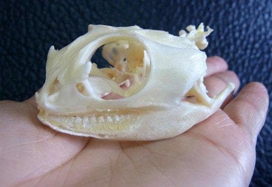 高品質！フトアゴヒゲトカゲ 頭骨（頸椎付）