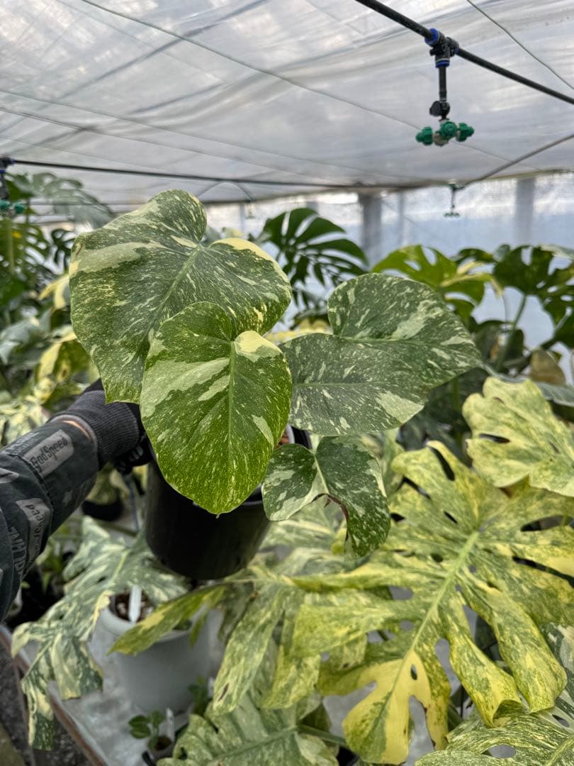 L4 モンステラ　レガシー　送料込み