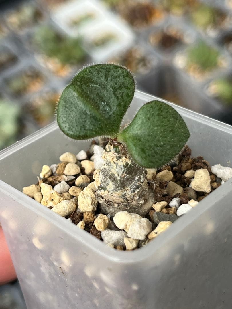 チレコドン ノルティー Tylecodon nolteei