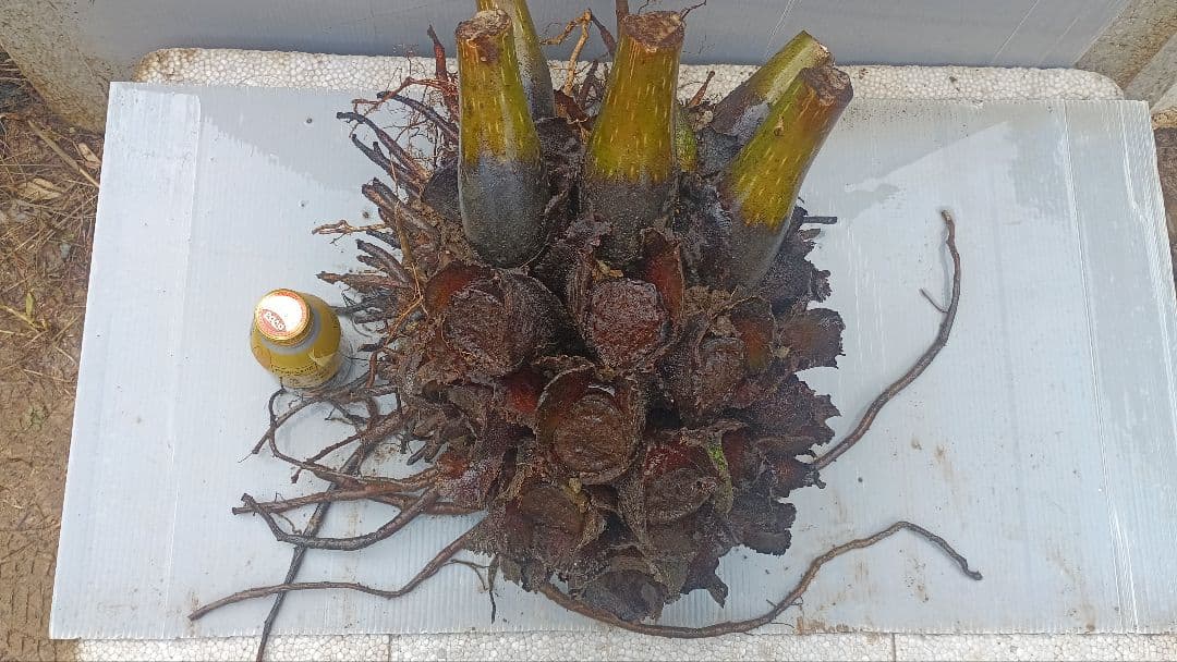 亜熱帯のシダ　リュウビンタイ　奄美大島産　巨大株