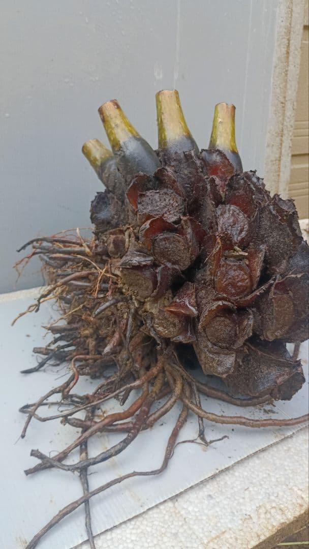 亜熱帯のシダ　リュウビンタイ　奄美大島産　巨大株